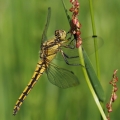 Vážka černořitná (Orthetrum cancellatum)