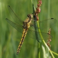 Vážka černořitná (Orthetrum cancellatum)