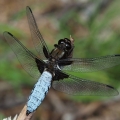 Vážka ploská (Libellula depressa)