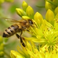 Včela medonosná (Apis mellifera)