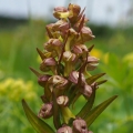 Vemeníček zelený (Coeloglossum viride)