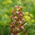 Vemeníček zelený (Coeloglossum viride)