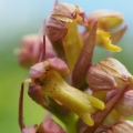 Vemeníček zelený (Coeloglossum viride)