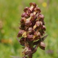 Vemeníček zelený (Coeloglossum viride)