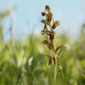 Vemeníček zelený (Coeloglossum viride)