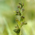 Vemeníček zelený (Coeloglossum viride)