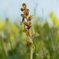 Vemeníček zelený (Coeloglossum viride)