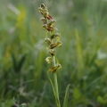 Vemeníček zelený (Coeloglossum viride)