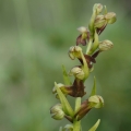 Vemeníček zelený (Coeloglossum viride)