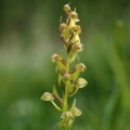 Vemeníček zelený (Coeloglossum viride)