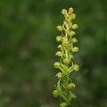 Vemeníček zelený (Coeloglossum viride)