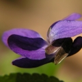 Violka vonná (Viola odorata)