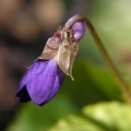 Violka vonná (Viola odorata)