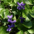 Violka vonná (Viola odorata)