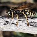 Vosík francouzský (Polistes gallicus)