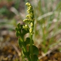 Vratička měsíční (Botrychium lunaria)