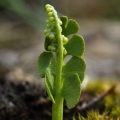 Vratička měsíční (Botrychium lunaria)