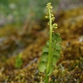Vratička měsíční (Botrychium lunaria)
