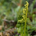 Vratička měsíční (Botrychium lunaria)