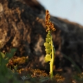 Vratička měsíční (Botrychium lunaria)