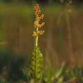 Vratička měsíční (Botrychium lunaria)