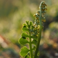 Vratička měsíční (Botrychium lunaria)