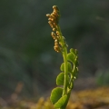 Vratička měsíční (Botrychium lunaria)