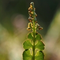 Vratička měsíční (Botrychium lunaria)