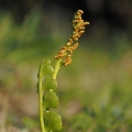 Vratička měsíční (Botrychium lunaria)