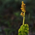 Vratička měsíční (Botrychium lunaria)