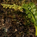 Vratička měsíční (Botrychium lunaria)