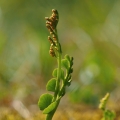 Vratička měsíční (Botrychium lunaria)