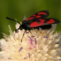 Vřetenuška obecná (Zygaena filipendulae)