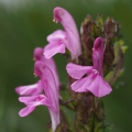Všivec lesní pravý (Pedicularis sylvatica)