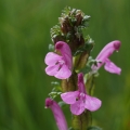 Všivec lesní pravý (Pedicularis sylvatica)