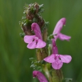 Všivec lesní pravý (Pedicularis sylvatica)