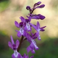 Vstavač anatolský (Orchis anatolica)