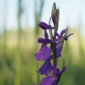 Vstavač bahenní (Orchis palustris)