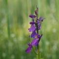 Vstavač bahenní (Orchis palustris)