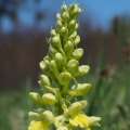 Vstavač bledý (Orchis pallens)
