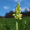 Vstavač bledý (Orchis pallens)