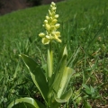 Vstavač bledý (Orchis pallens)