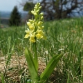 Vstavač bledý (Orchis pallens)
