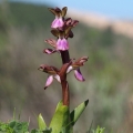 Vstavač chlumní (Orchis collina)