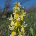 Vstavač chudokvětý (Orchis pauciflora)