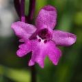 Vstavač čtyřskvrnný (Orchis...