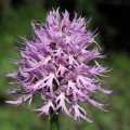 Vstavač italský (Orchis italica)