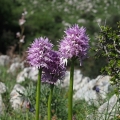 Vstavač italský (Orchis italica)