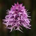 Vstavač italský (Orchis italica)