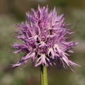 Vstavač italský (Orchis italica)